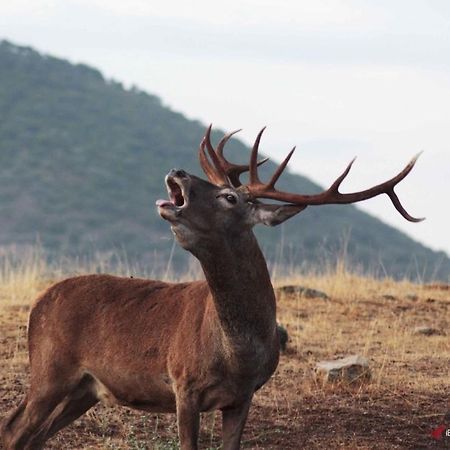 Alojamiento Rural Dehesa La Estancia Andújar Buitenkant foto