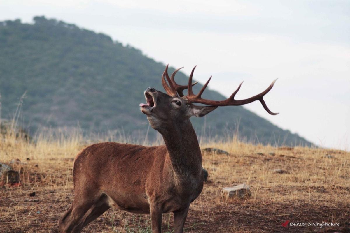 Alojamiento Rural Dehesa La Estancia Andújar Buitenkant foto
