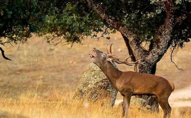Alojamiento Rural Dehesa La Estancia Andújar Buitenkant foto